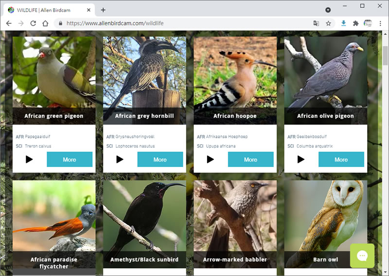 Allen Birdcam 一個在南非全天候直播鳥類餵食站內各種鳥類活動及鳥叫聲的網站