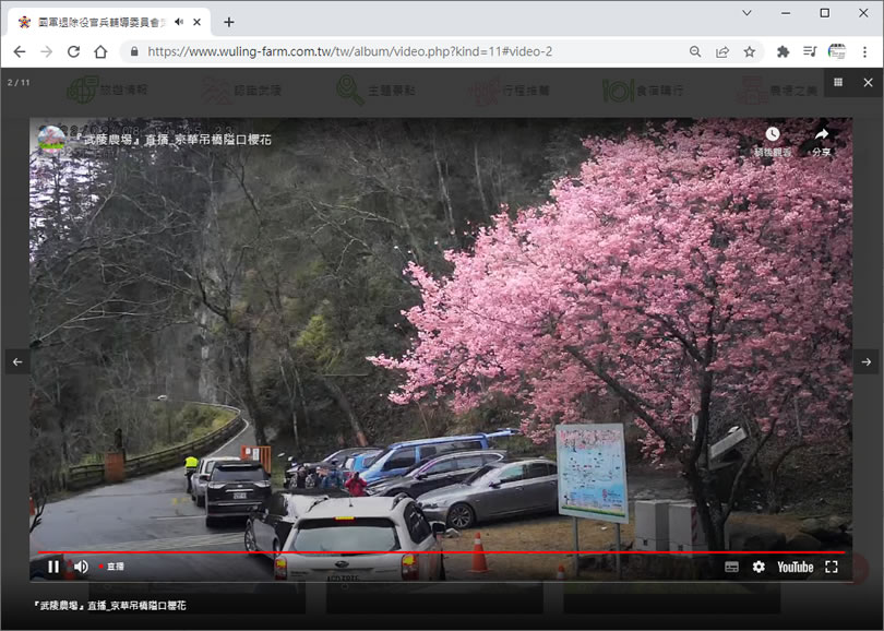 [ YouTube 直播 ]帶您漫步「武陵農場」櫻花林