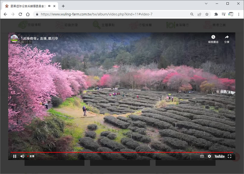 [ YouTube 直播 ]帶您漫步「武陵農場」櫻花林